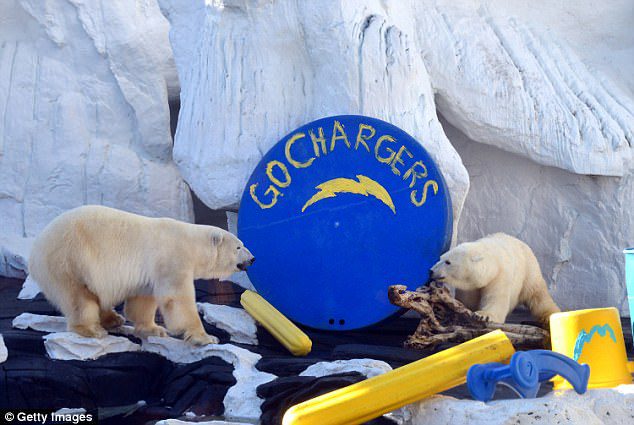 Belehalt egy megtört szívű jegesmedve, miután egyetlen társától elválasztották… - VIDEÓ 2