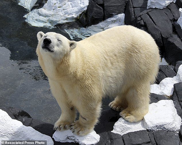 Belehalt egy megtört szívű jegesmedve, miután egyetlen társától elválasztották… - VIDEÓ