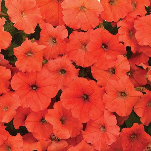 Ezt a trükköt ismerned kell Így lesz egész nyáron gyönyörű a petúniád 1