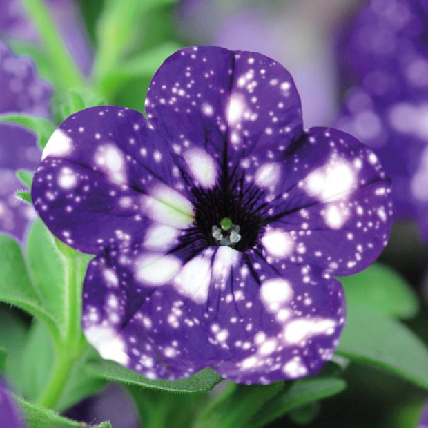 Ezt a trükköt ismerned kell Így lesz egész nyáron gyönyörű a petúniád 2