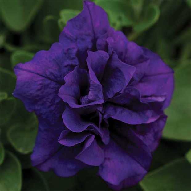 Ezt a trükköt ismerned kell Így lesz egész nyáron gyönyörű a petúniád