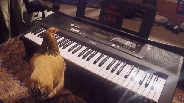 Ezt nem hiszed el Zongorázó csirkén ámul a fél világ! 1