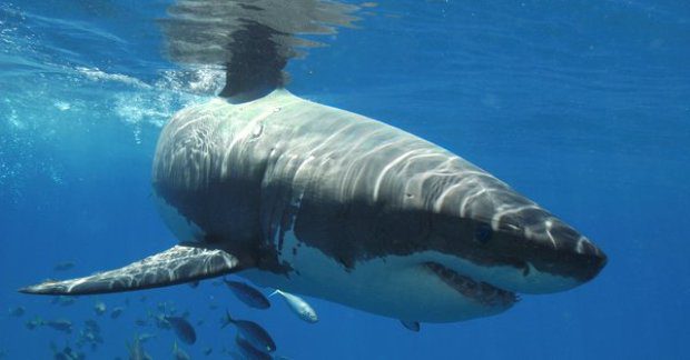 Gyilkolt a fehér cápa, szörnyethalt a szörfös tinilány 1