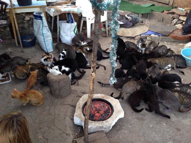 Hatvan macskával osztja meg az ágyát egy hajléktalan nő 1