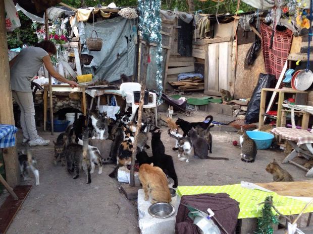 Hatvan macskával osztja meg az ágyát egy hajléktalan nő