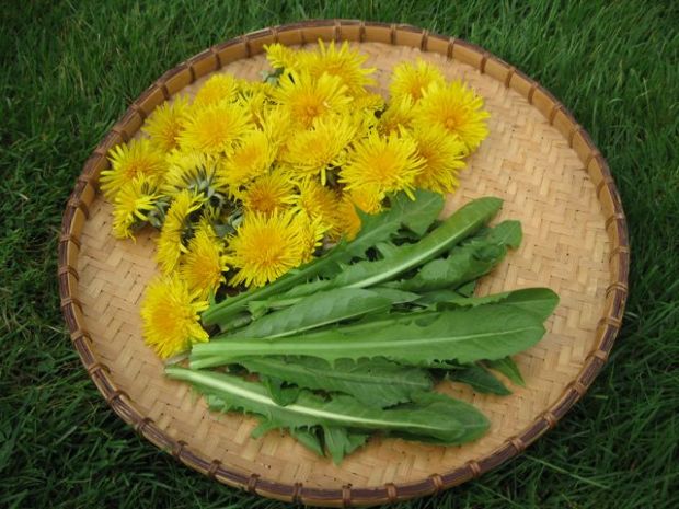 Hoppá tényleg erre is jó a kutyatej 1