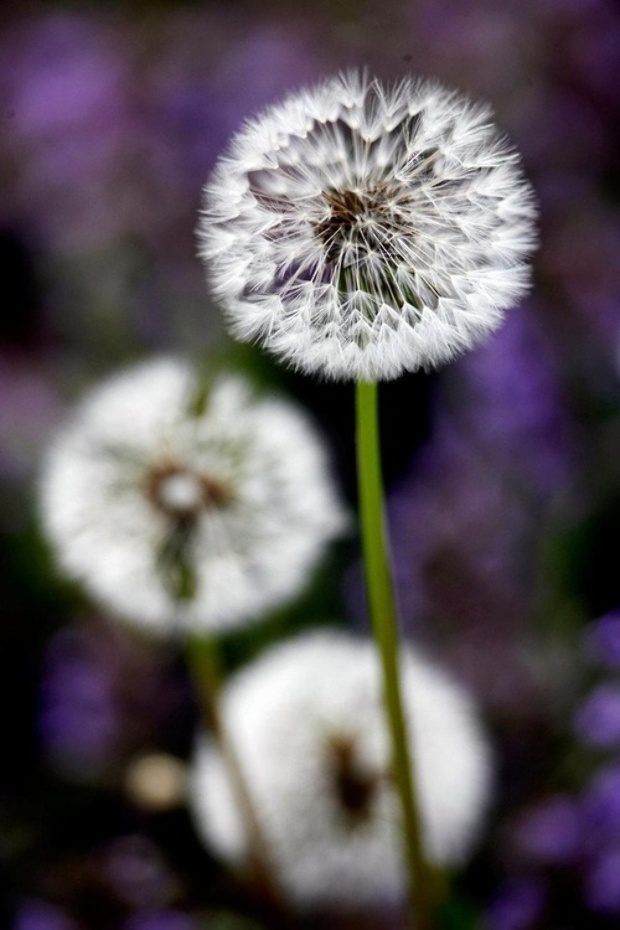Hoppá tényleg erre is jó a kutyatej 5