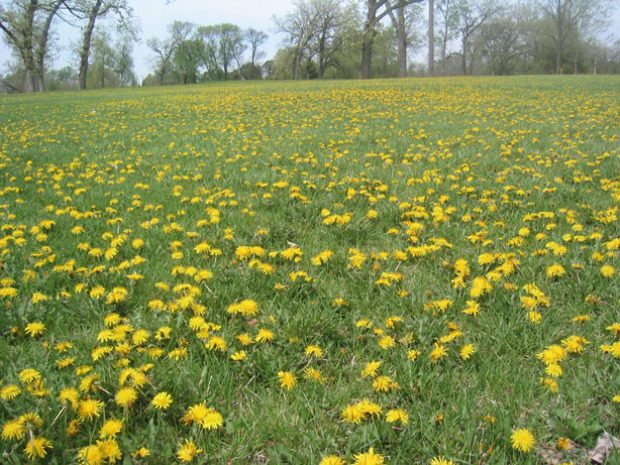 Hoppá tényleg erre is jó a kutyatej