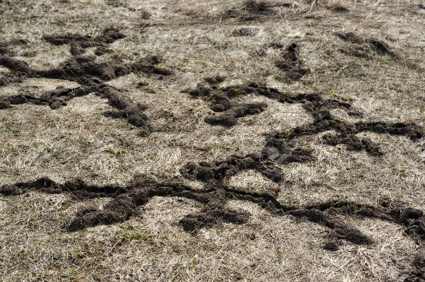 Idén nem lesz vakond a kertben! Itt a trükk, ami segít