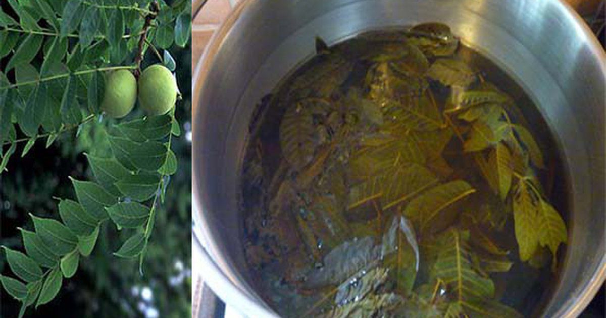 Így kezelj számtalan problémát diófalevéllel! Érdemes megjegyezni ezeket a módszereket!