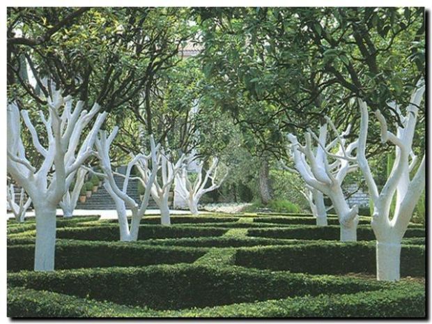 Kiderült, miért kell fehérre meszelni a gyümölcsfák törzsét