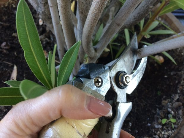 Leandered gyilkosa észrevétlenül támad, figyeld a jeleket 2