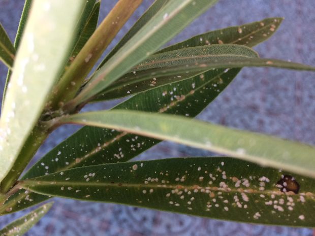 Leandered gyilkosa észrevétlenül támad, figyeld a jeleket 3