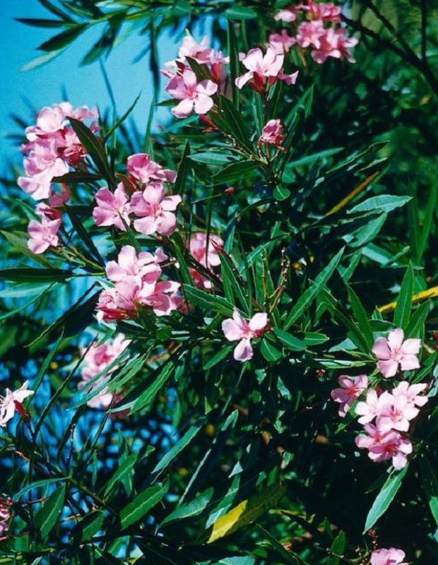 Leandered gyilkosa észrevétlenül támad, figyeld a jeleket