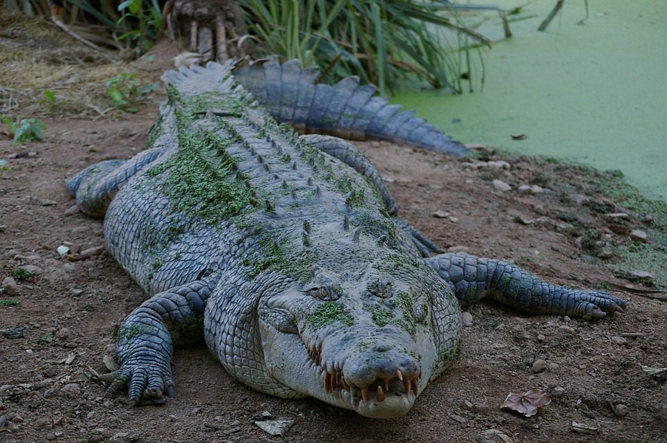 Megrázó fotó, szörnyű, mit művelt a turistával az óriási krokodil