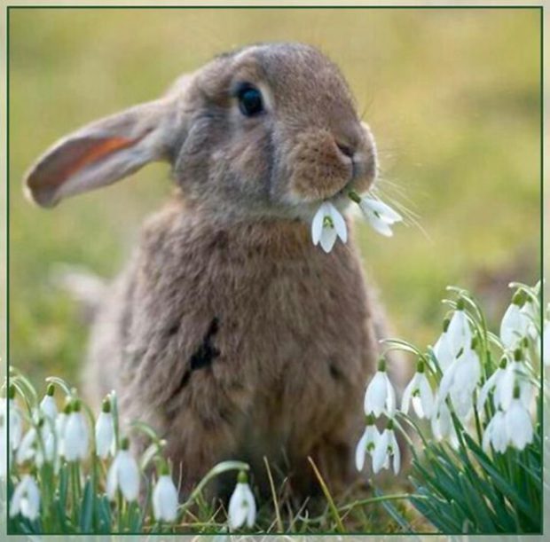 Most végre kiderül, miért a nyúl hozza a tojást 1