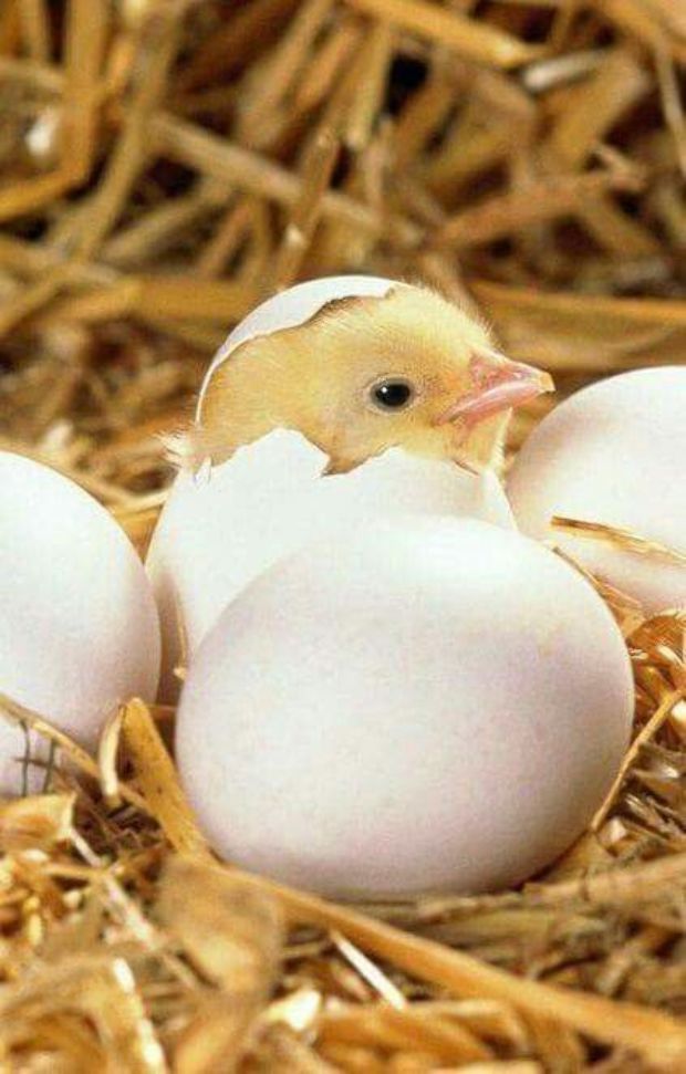 Most végre kiderül, miért a nyúl hozza a tojást 7