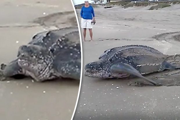 Óriási lény emelkedett ki az óceánból, ilyet még nem láttál