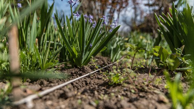 Rózsái miatt kerülhet börtönbe a 72 éves Sárika 1