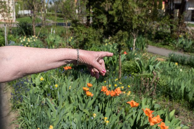 Rózsái miatt kerülhet börtönbe a 72 éves Sárika 2