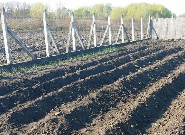 Vegyszer nélkül így tüntetheted el örökre kertedből a krumplibogarat 2