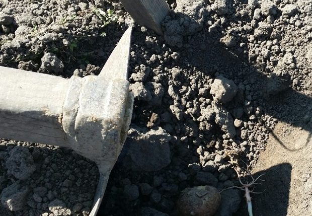 Vegyszer nélkül így tüntetheted el örökre kertedből a krumplibogarat 3