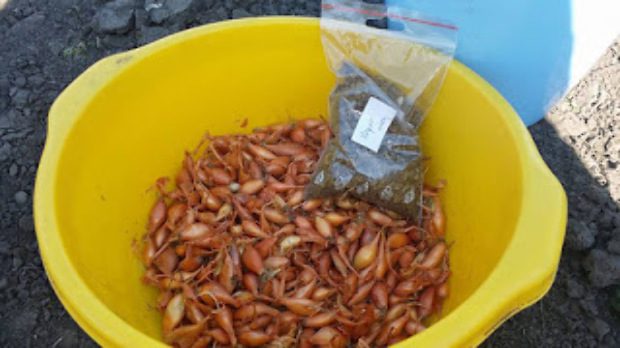 Vegyszer nélkül így tüntetheted el örökre kertedből a krumplibogarat 4