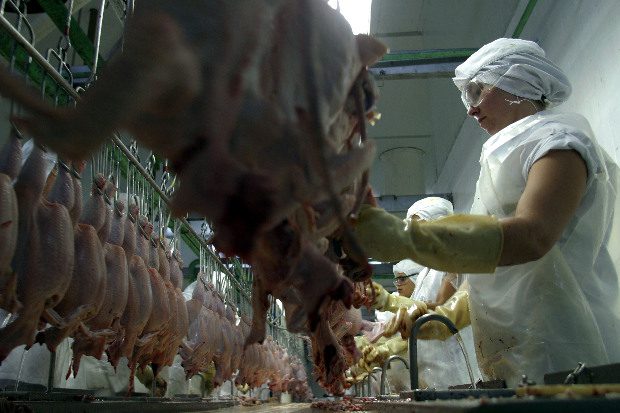 Veszélyes trópusi szalmonella a csirkemájban!