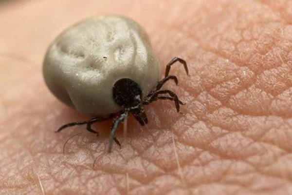 nem akar felkelni az ágyból, azt mondta, hogy nem tudja mozgatni a lábát