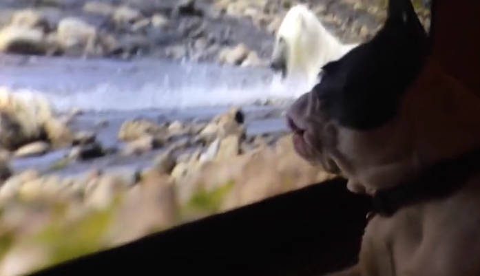 A gazdi rajtakapja a kutyát, hogy nézi a tévét… fetrengeni fogsz a nevetéstől! - VIDEÓ