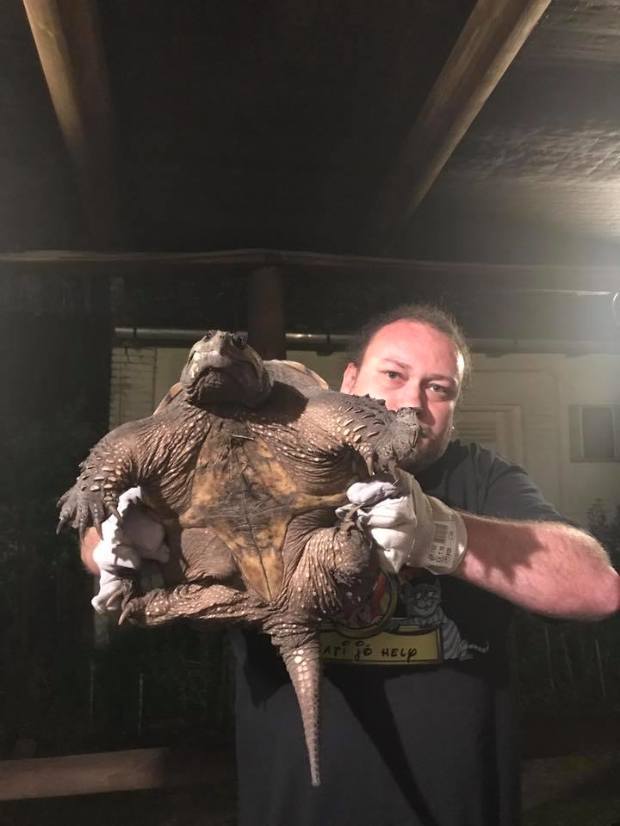 Aligátorteknős rémisztgette az embereket a 3-as úton