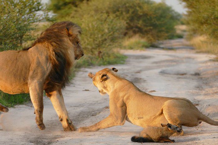 Az oroszlán egy sebesült rókát talál – amit ezután tesz attól a fotós könnyezni kezd 3