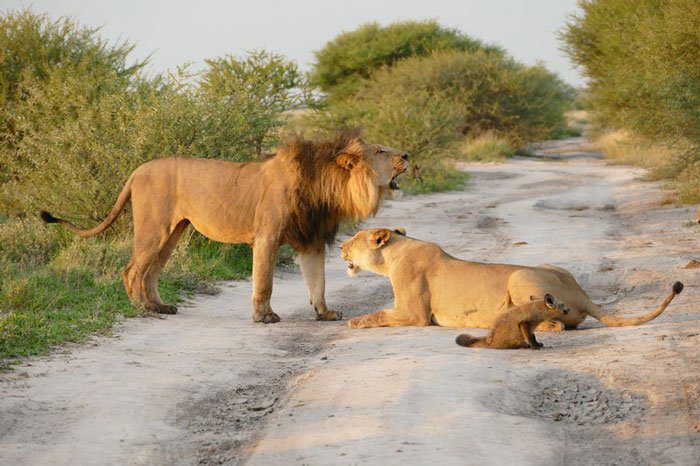 Az oroszlán egy sebesült rókát talál – amit ezután tesz attól a fotós könnyezni kezd 5