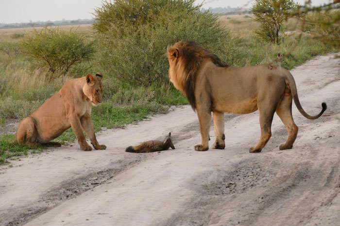 Az oroszlán egy sebesült rókát talál – amit ezután tesz attól a fotós könnyezni kezd