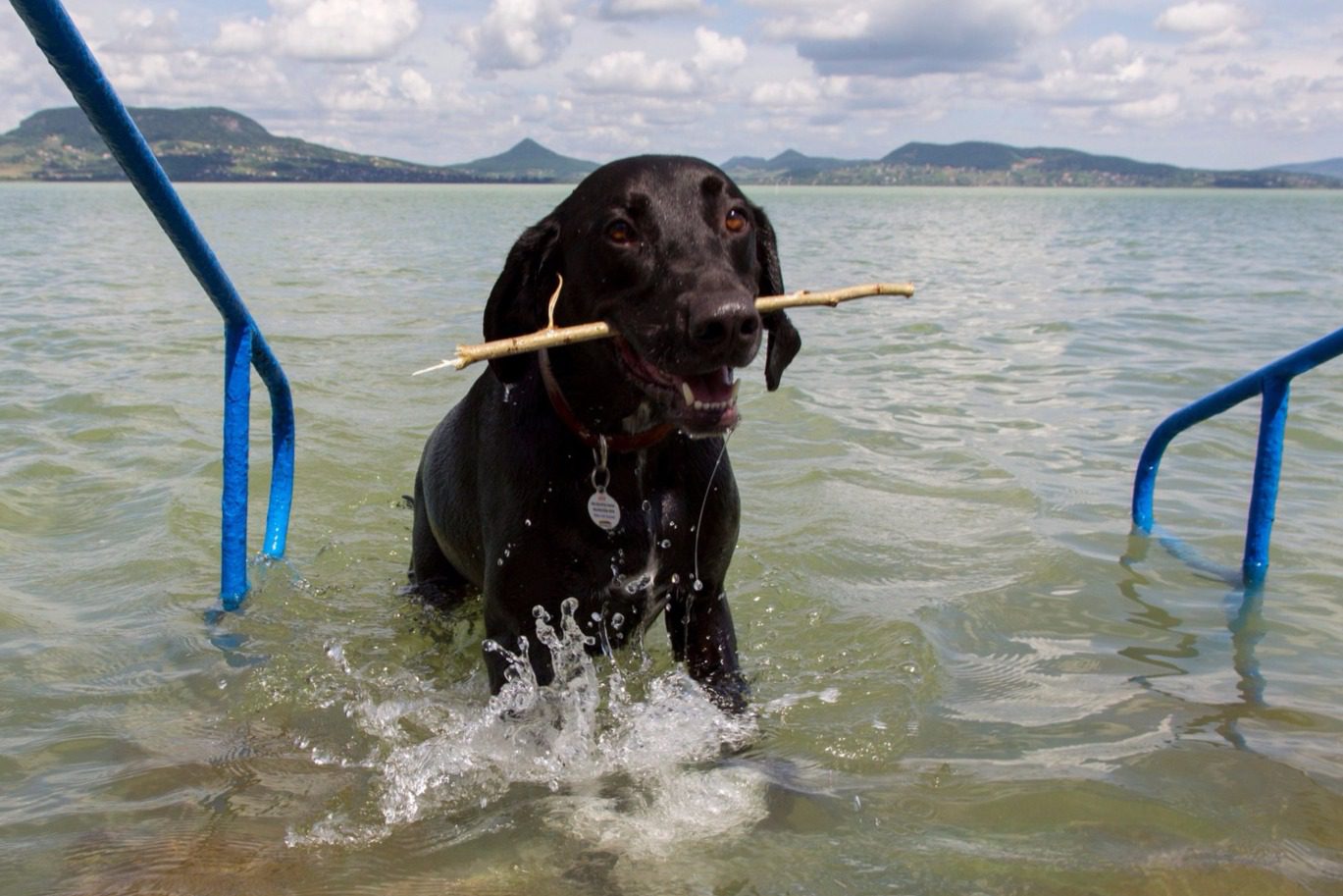 Hová menjünk kutyával a Balatonon?