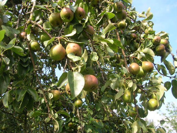 Egyetlen ember harcol az ősi magyar gyümölcsfákért 1