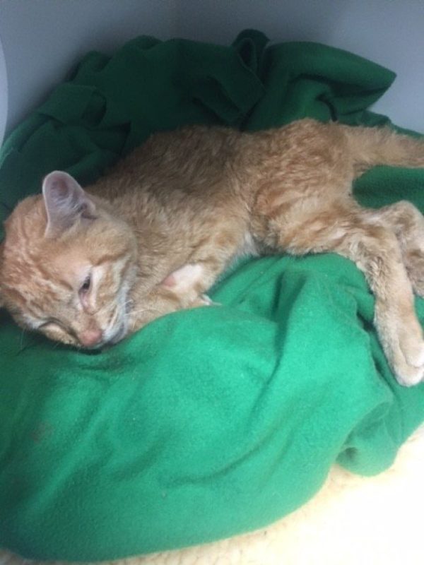 Ezt a macskát megfojtották, és egy hátizsákkal a szemétbe dobták – de ő egy harcos… 1