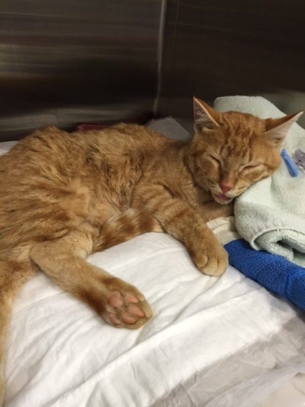 Ezt a macskát megfojtották, és egy hátizsákkal a szemétbe dobták – de ő egy harcos… 3