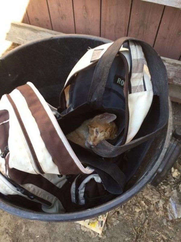 Ezt a macskát megfojtották, és egy hátizsákkal a szemétbe dobták – de ő egy harcos…