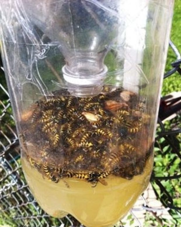 Ezzel az olcsó módszerrel védekezz a darazsak ellen 2