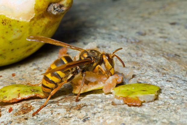 Ezzel az olcsó módszerrel védekezz a darazsak ellen