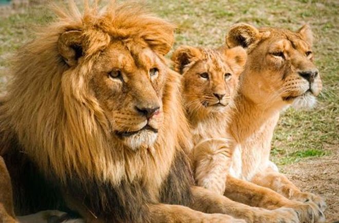 Hét férfi megragadta a 12 éves lányt… a rendőrség megdöbbent, amikor meglátta, hogy ki lépett közbe! 2