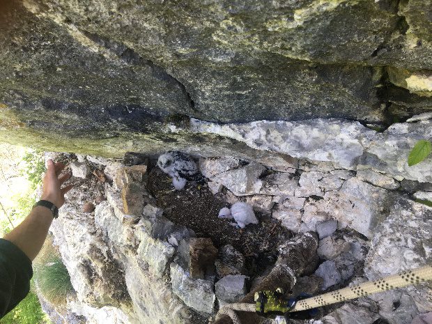 Így kapott pótmamit a vándorsólyom bébi 2