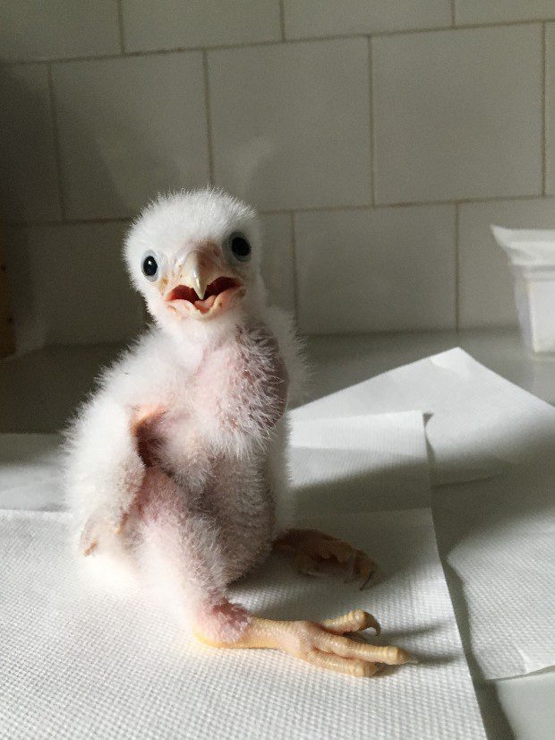 Így kapott pótmamit a vándorsólyom bébi