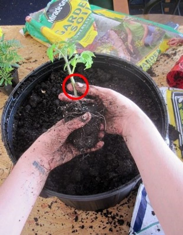 Így lesz cserépben is szuper a paradicsom 2