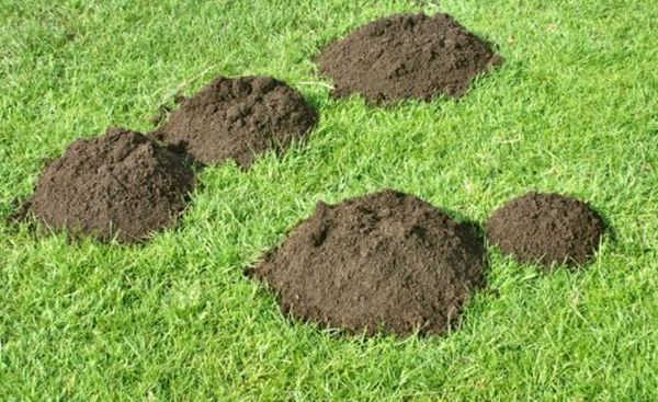 Így űzheted el a vakondokat a kertedből