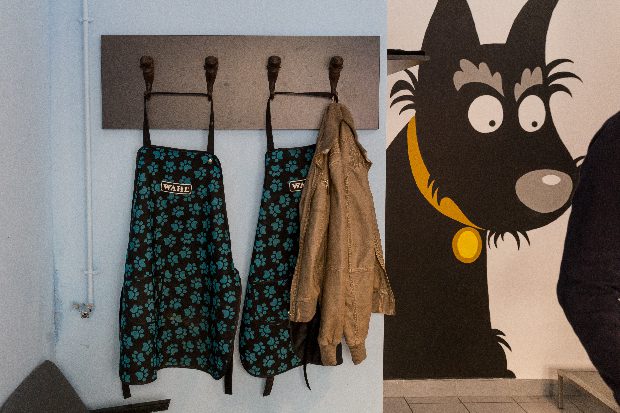 Kád helyett a mosóba viszik kedvencüket a gazdik Budapesten 2