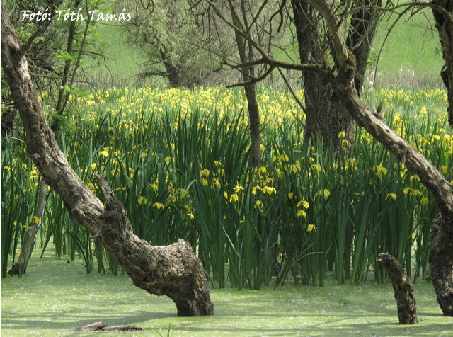 Meseszép virágtenger lepte el a Körös-árteret