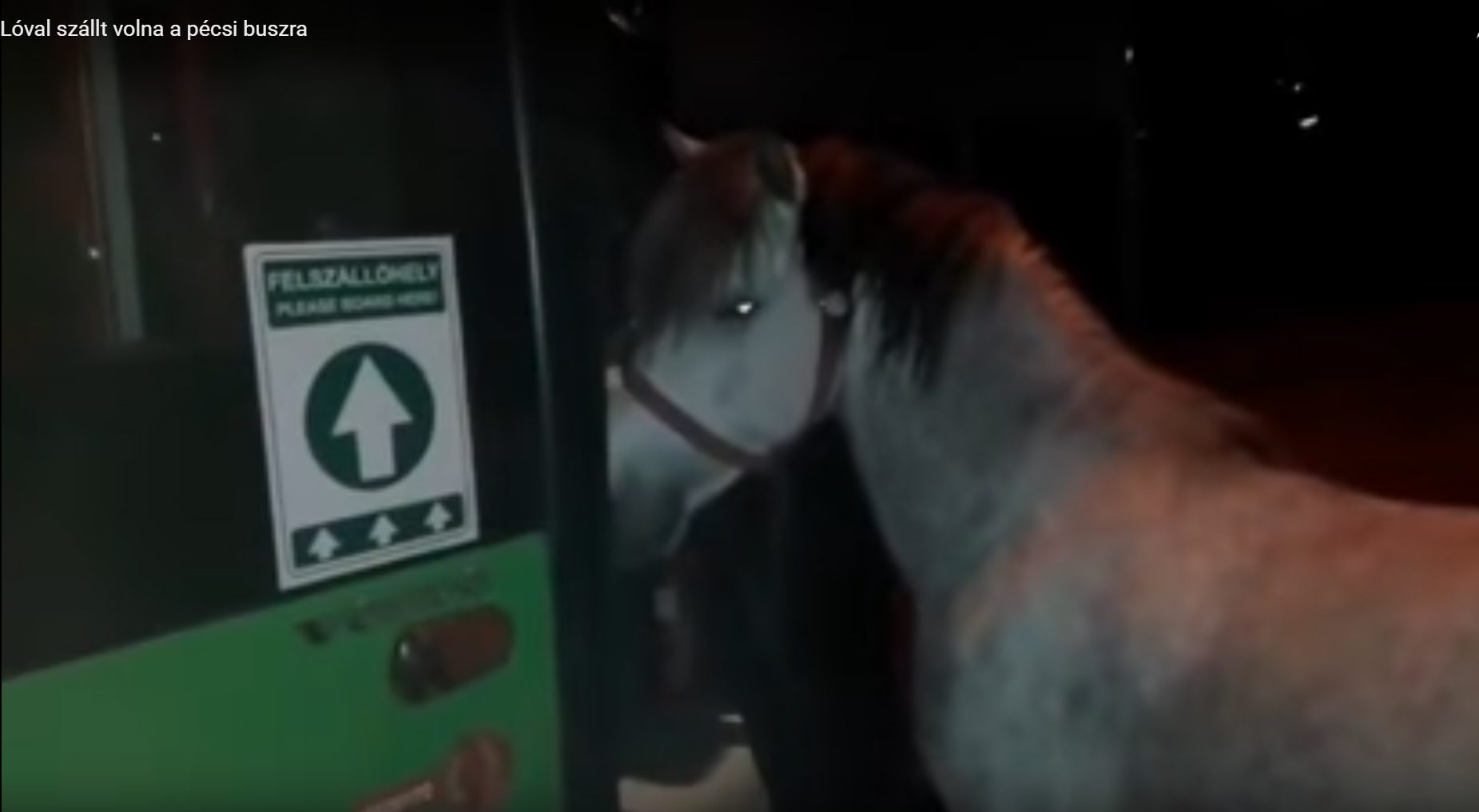 Nem hiszed el, milyen állat szállt fel a buszra Pécsen - VIDEÓ