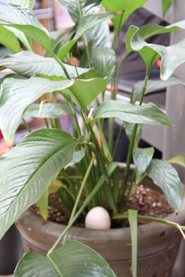 Tudtad, hogy a tojással még cipőt is pucolhatsz 2